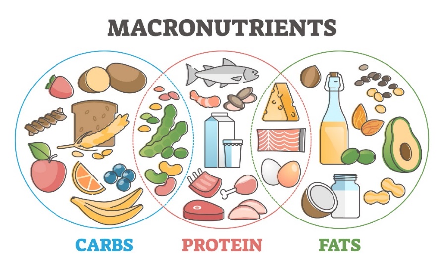 Les macronutriments et leurs sources dans l'alimentation : glucides, protéines et lipides.