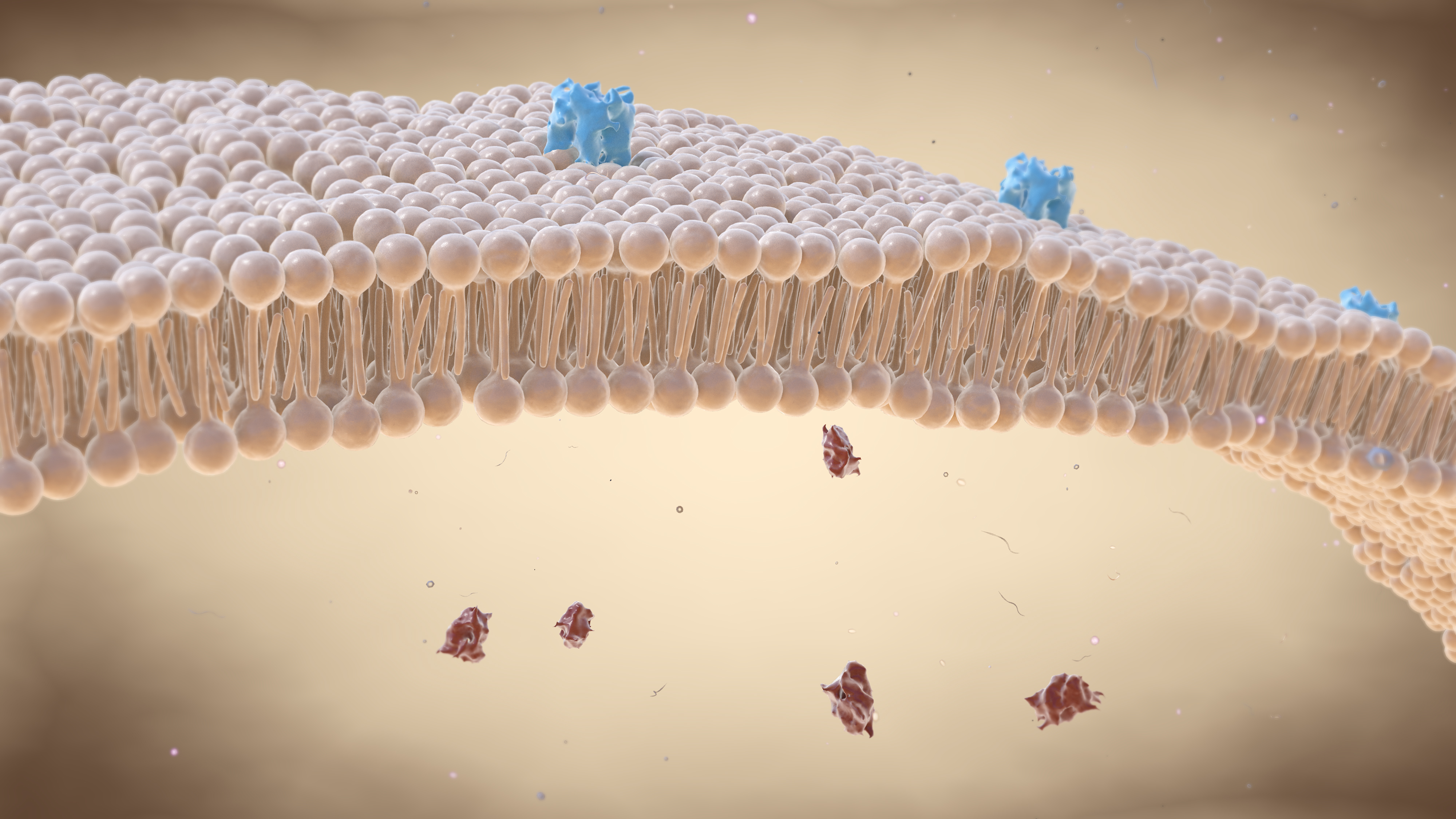 Le phosphore est également impliqué dans la construction des membranes cellulaires en tant que composant important de leurs unités de construction, les phospholipides.