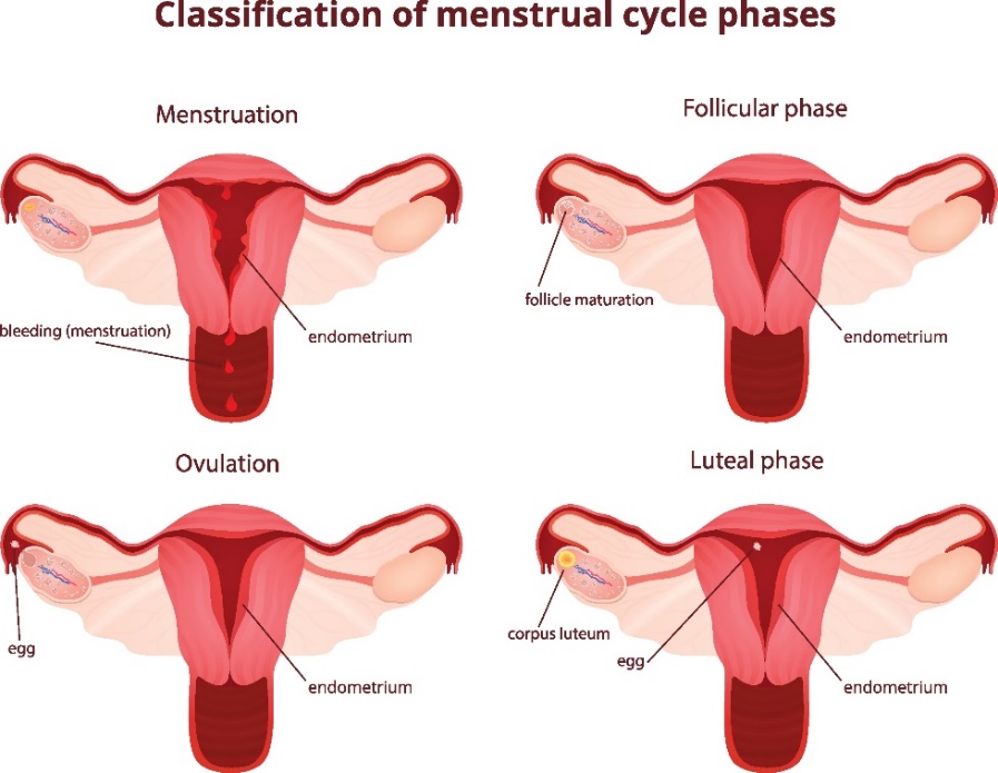 Les 4 phases du cycle menstruel