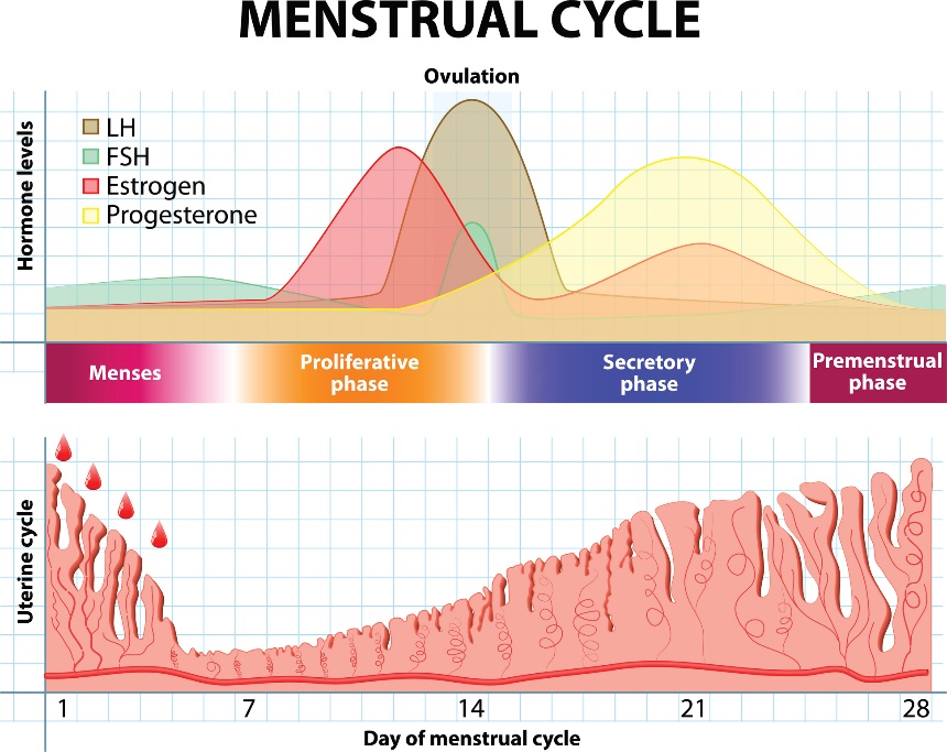 Cycle menstruel et modifications des hormones et de la muqueuse utérine au fil du temps.