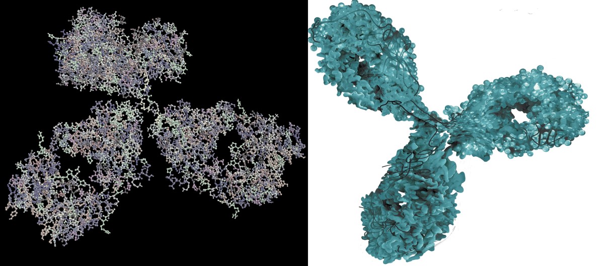 Imagerie moléculaire d'un anticorps monoclonal - un médicament biologique