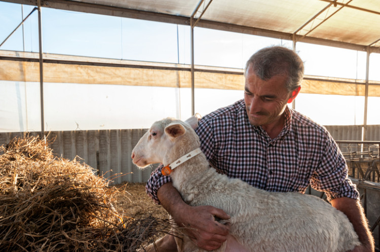 fermier tenant un mouton, foin en arrière-plan