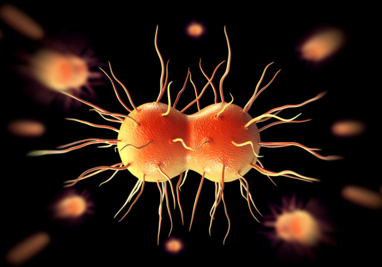 Neisseria gonorrhoeae, ou bactérie de la gonorrhée, gonorrhée, diplocoque gram négatif