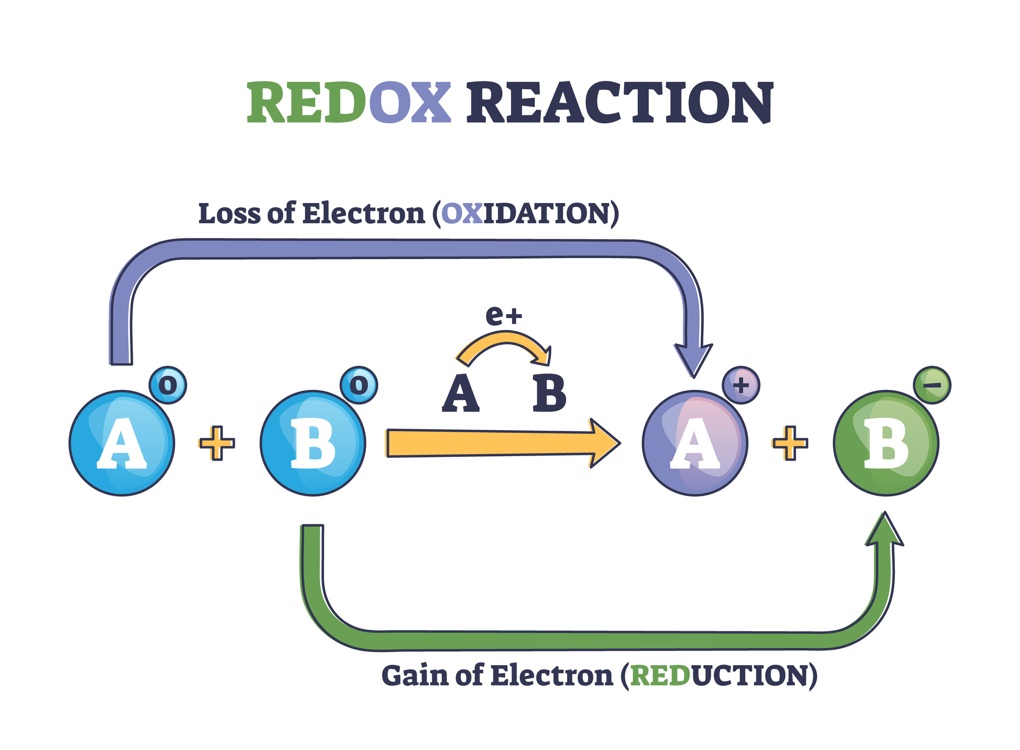 Le rôle principal des enzymes contenant du molybdène est d'accélérer les réactions d'oxydo-réduction.