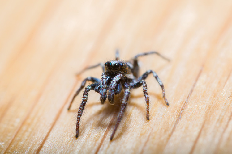 araignée noire, vue de face, sur fond brun pâle