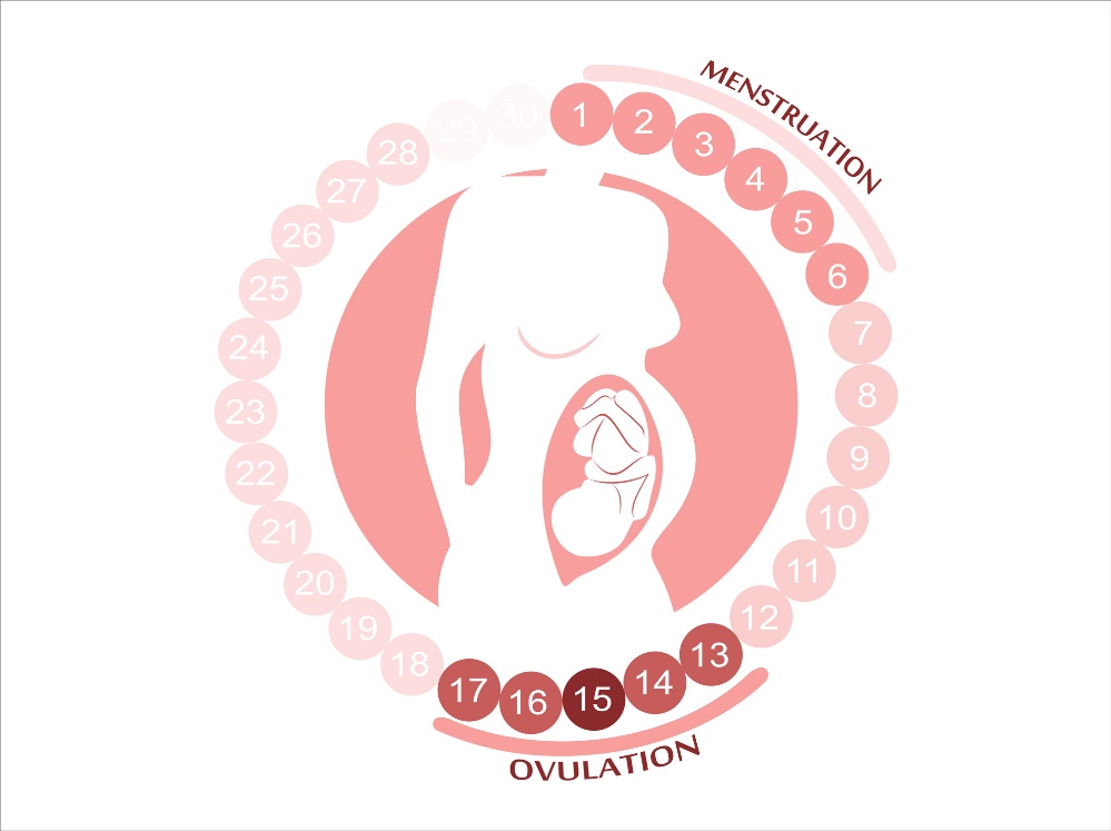 Le cycle féminin : menstruation, ovulation et périodes fertiles