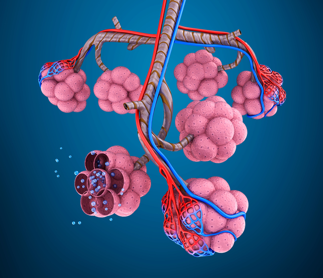 Modèle de la chambre pulmonaire, c'est-à-dire l'alvéole, les vaisseaux pulmonaires, les molécules d'oxygène