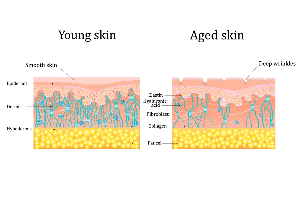 La peau à l'âge jeune et à l'âge mûr