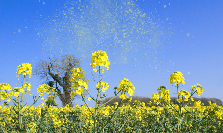 Le rhume des foins est une allergie au pollen.