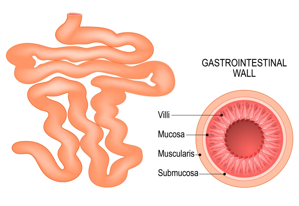 L'intestin grêle et la composition de la paroi intestinale : villosités, muqueuse, sous-muqueuse et musculeuse.