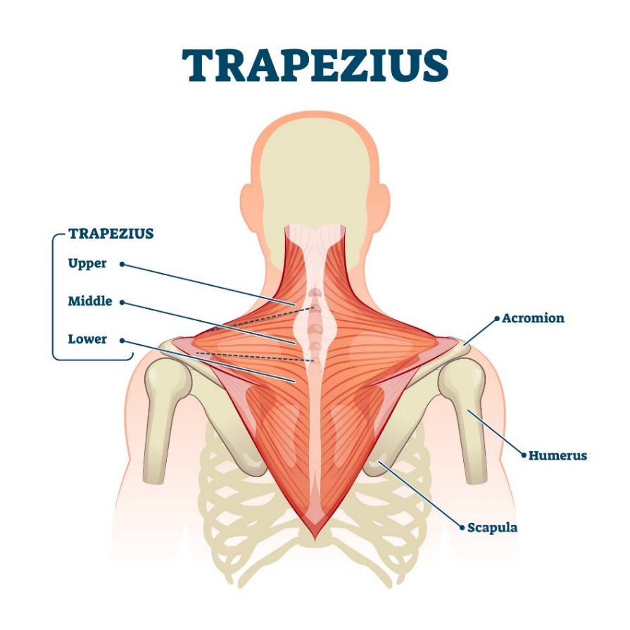 Muscle trapèze (musculus trapezius) - les fibres supérieures, moyennes et inférieures du muscle. Acromion (le processus de l'omoplate au-dessus de l'articulation de l'épaule, Humerus - humérus, Scapula - omoplate).