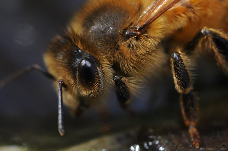 abeille de couleur jaune gros plan de profil