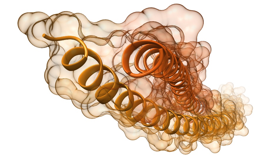 Visualisation des filaments et des hélices des protéines de kératine