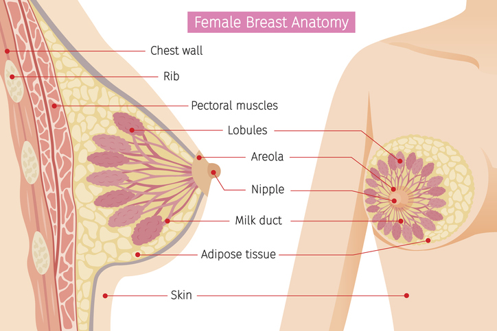 Anatomie des seins féminins