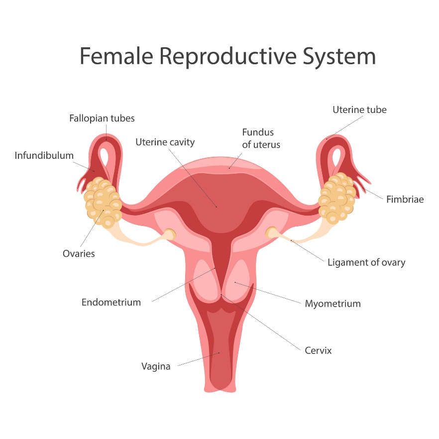 Système reproducteur féminin