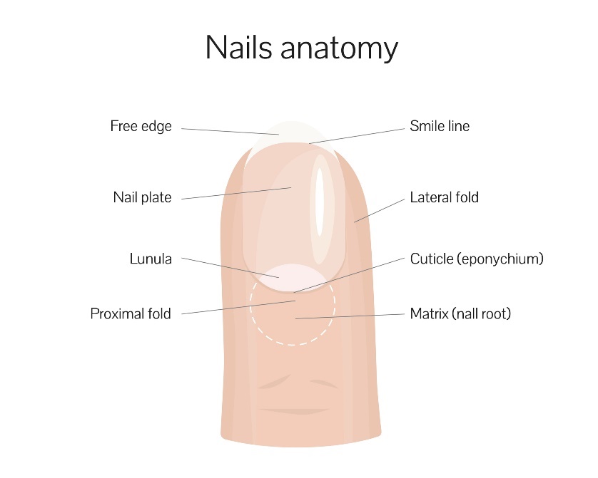 Anatomie de l'ongle