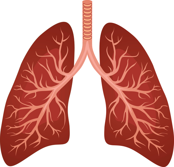 Modèle, voies respiratoires inférieures et poumons