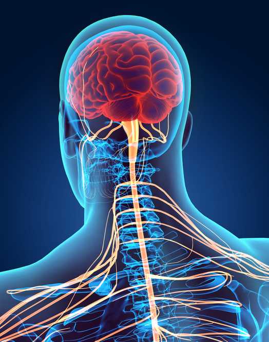 Système nerveux humain, cerveau, moelle épinière, nerfs