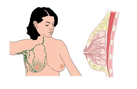 ganglions lymphatiques du thorax