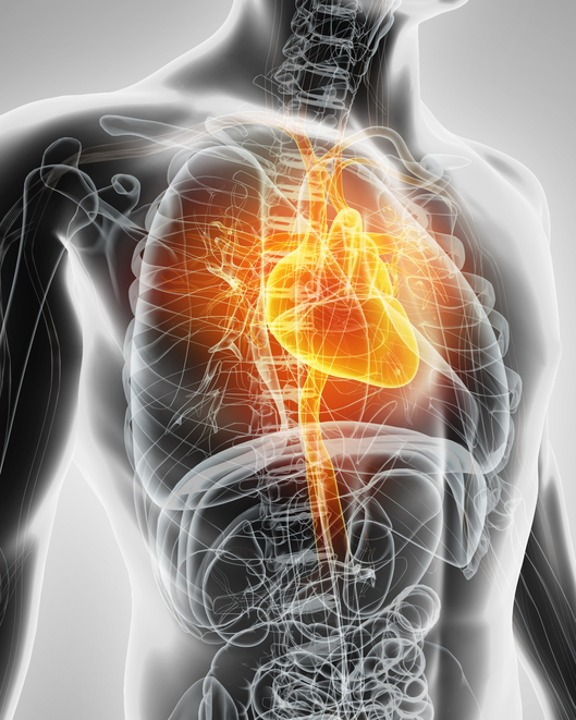 Modéliser le cœur, le système cardiovasculaire, le système respiratoire et le système digestif