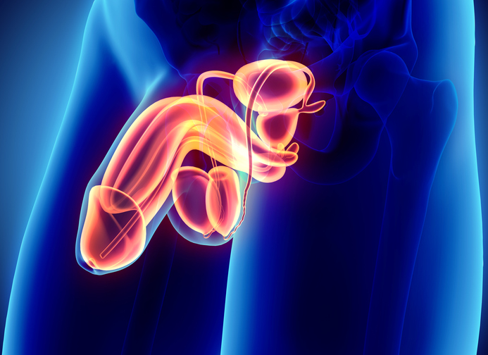 Appareil génital masculin, pénis, scrotum, testicules, épididyme, vessie, prostate