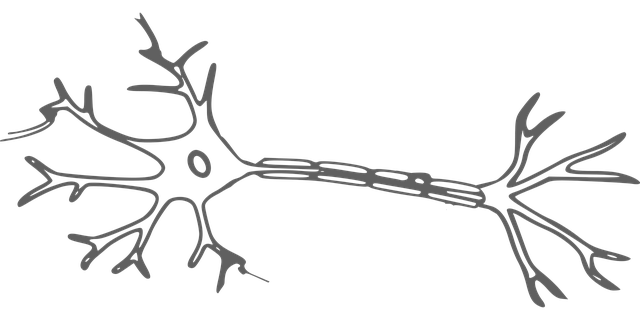 cellule nerveuse, neurone