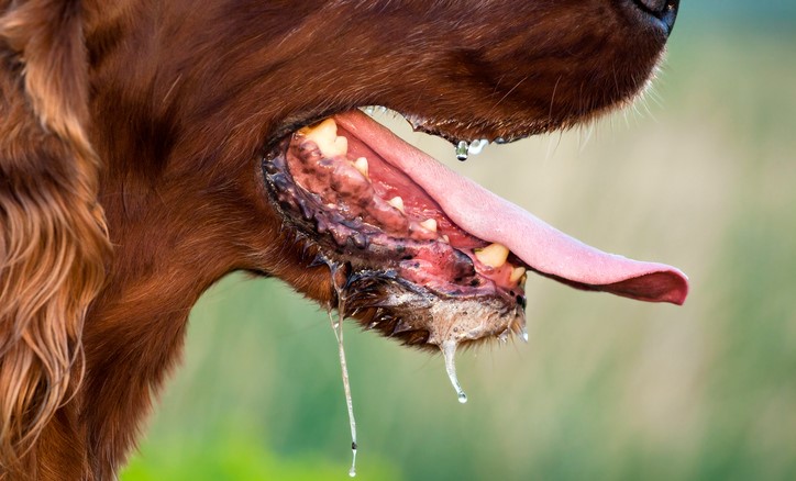 Bave chez un chien, transmission possible de maladies telles que la rage