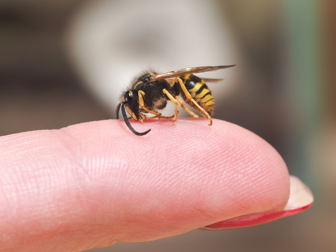 Une guêpe posée sur un doigt, signe d'allergie aux piqûres d'insectes