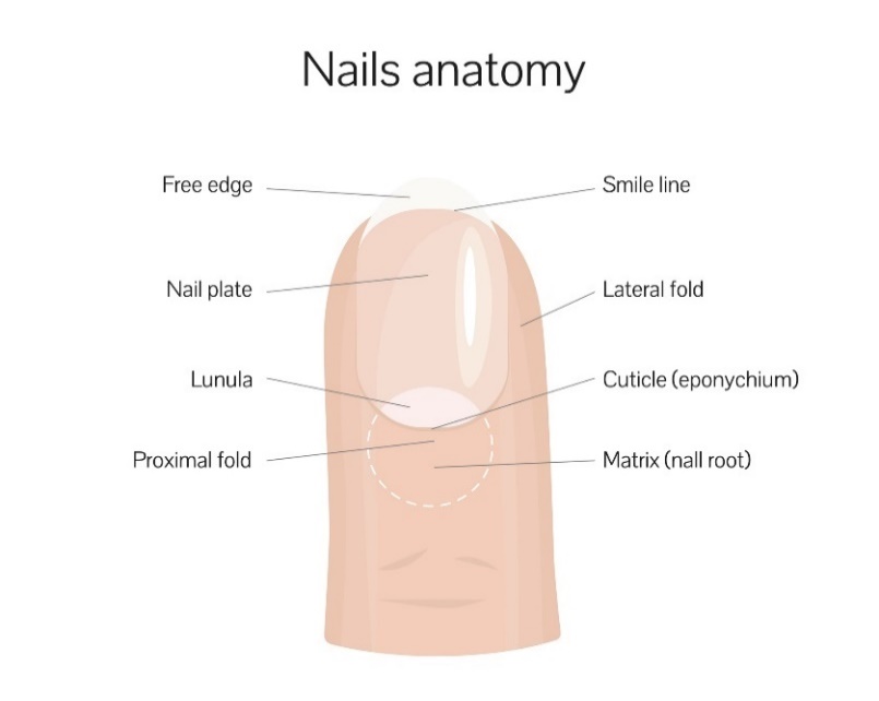 Structure de l'ongle : bord libre, ligne du sourire, plaque de l'ongle, pli latéral, lunule, pli proximal, racine de l'ongle (matrice)