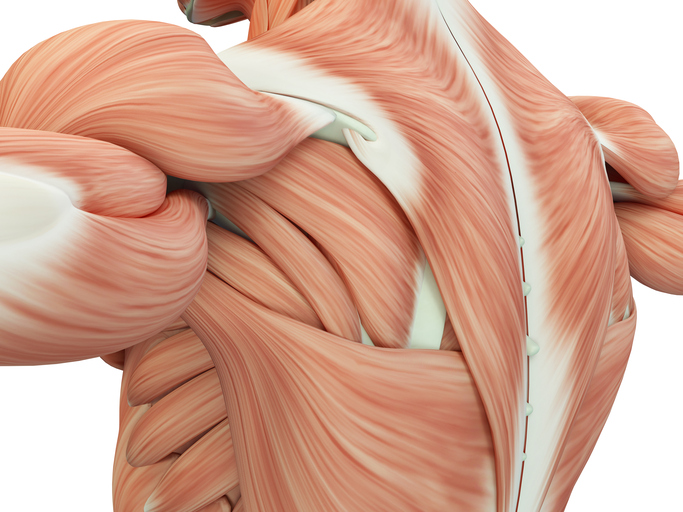 les muscles du dos et des épaules