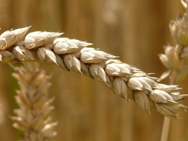 Une houppe de seigle, représentant l'intolérance au gluten, c'est-à-dire la maladie cœliaque.