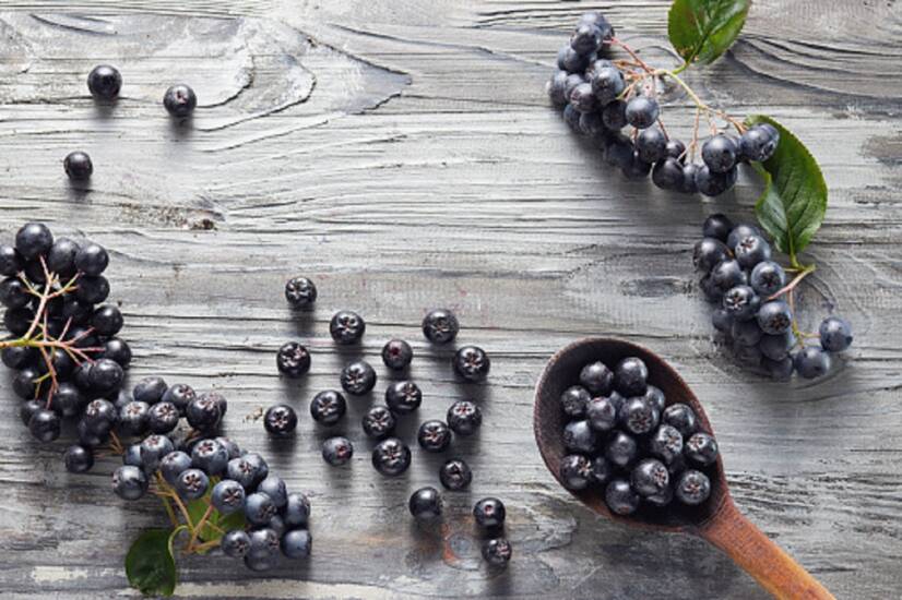 Aronia : Quels sont ses effets sur la santé (culture, utilisation) ?