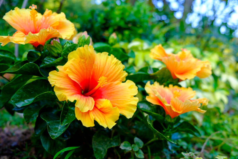 L'hibiscus et ses utilisations pour la santé ? Quels sont les effets et les types d'effets de l'hibiscus ?