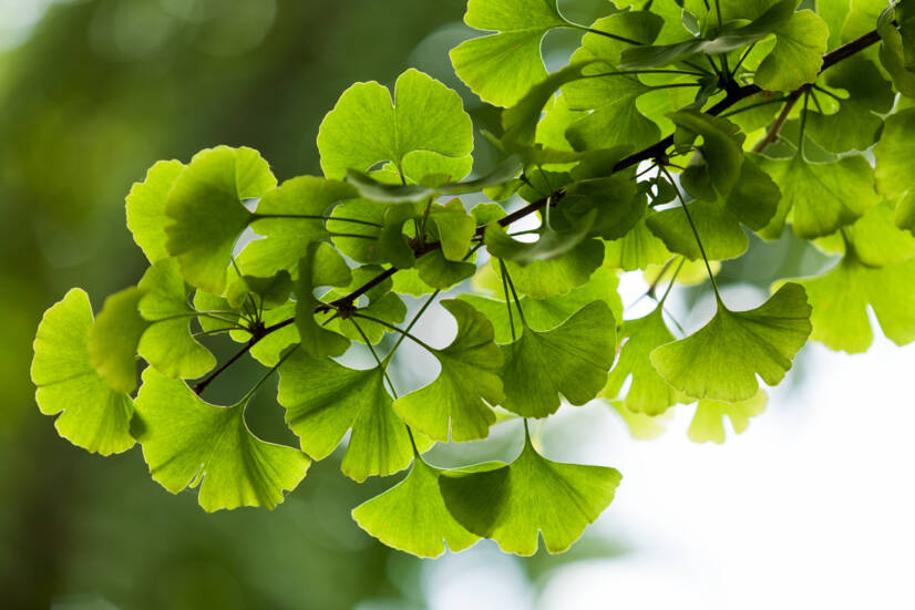 Ginkgo biloba : Quels sont ses effets souhaitables et indésirables ? Favorise-t-il la mémoire ?