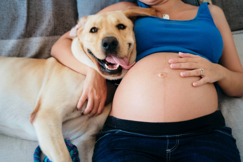 Femme enceinte et animaux domestiques. Source de la photo : Getty Images