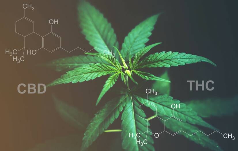 CBD et THC : connaissez-vous la différence entre les effets et les utilisations ?