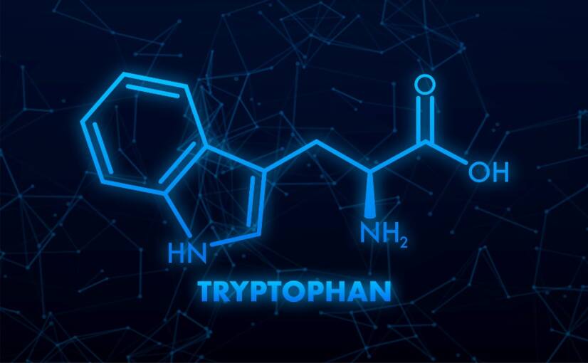 Le L-tryptophane et ses effets sur l'organisme : aide-t-il à améliorer l'humeur et le sommeil ?