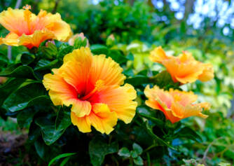 L'hibiscus et ses utilisations pour la santé ? Quels sont les effets et les types d'effets de l'hibiscus ?