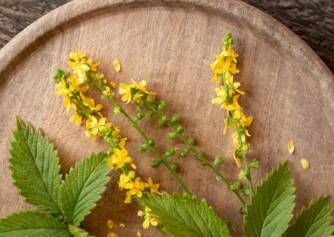 La bardane, une plante quasi omnipotente : quels sont ses effets, que récolter ?