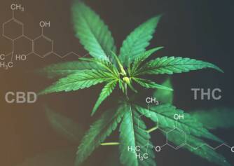 CBD et THC : connaissez-vous la différence entre les effets et les utilisations ?