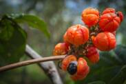 Qu'est-ce que le guarana - paulina ? quels sont ses effets souhaitables et indésirables ?